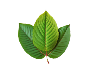 kratom mitragyna speciosa green leaf 